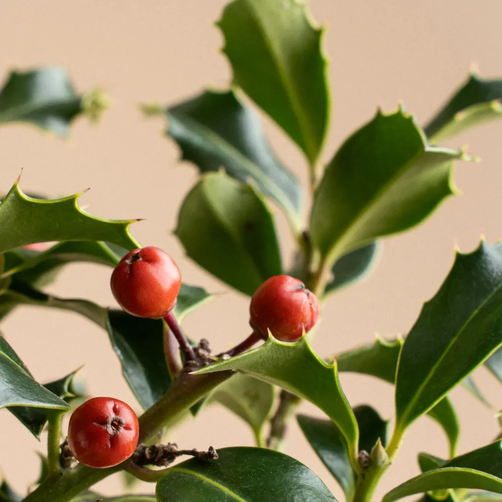 Ilex aquifolium 'Alaska' (Acebo)