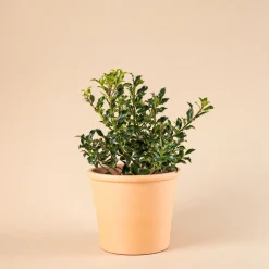 Ilex aquifolium 'Alaska' (Acebo)