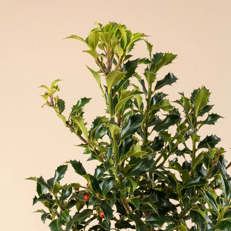 Ilex aquifolium 'Alaska' (Acebo)