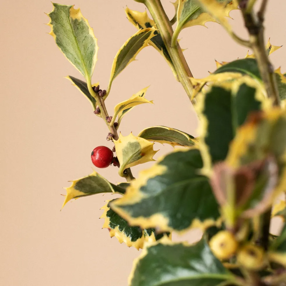 Ilex aquifolium 'Argentea Marginata' (Acebo)
