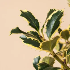 Ilex aquifolium 'Argentea Marginata' (Acebo)