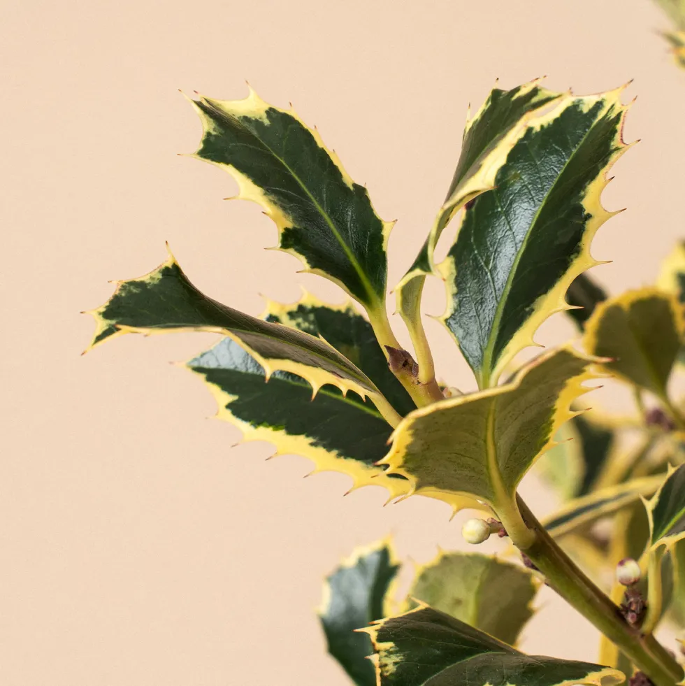 Ilex aquifolium 'Argentea Marginata' (Acebo)
