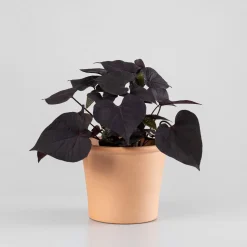 Ipomoea batatas - Boniato ornamental