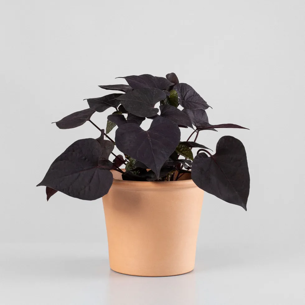 Ipomoea batatas - Boniato ornamental