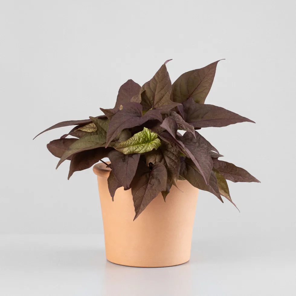 Ipomoea batatas - Boniato ornamental