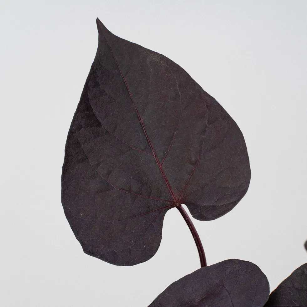 Ipomoea batatas - Boniato ornamental