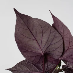 Ipomoea batatas - Boniato ornamental