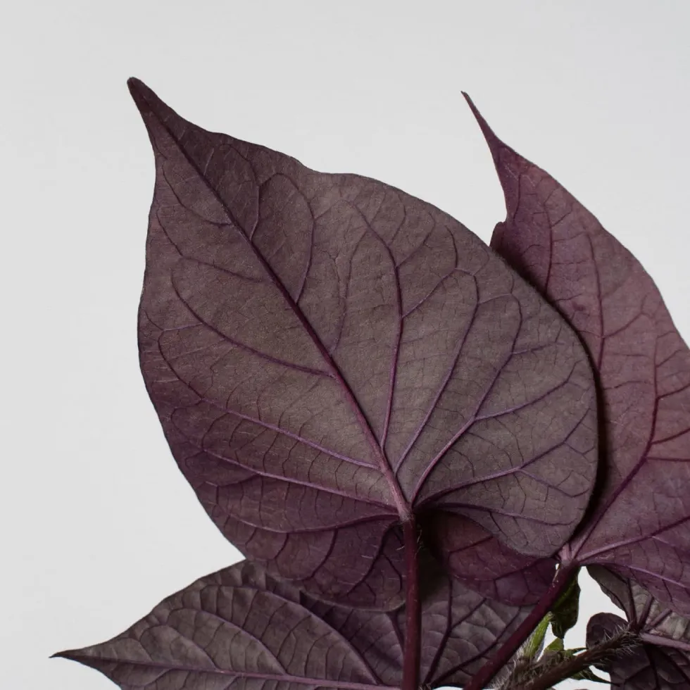 Ipomoea batatas - Boniato ornamental