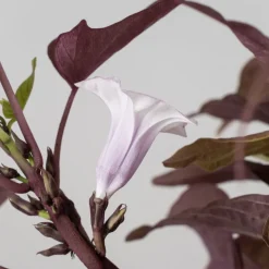 Ipomoea batatas - Boniato ornamental