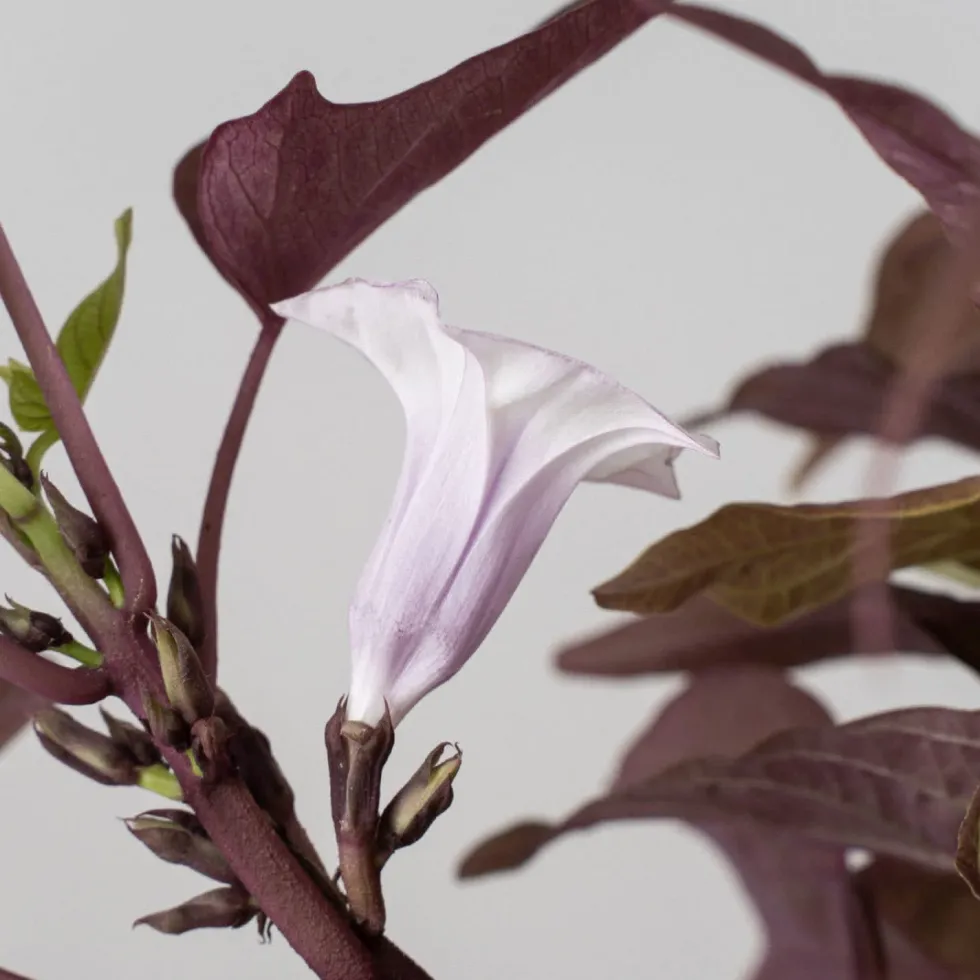 Ipomoea batatas - Boniato ornamental
