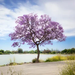 Jacaranda mimosifolia