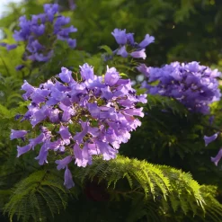 Jacaranda mimosifolia