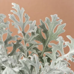 Jacobaea maritima - Senecio Cineraria