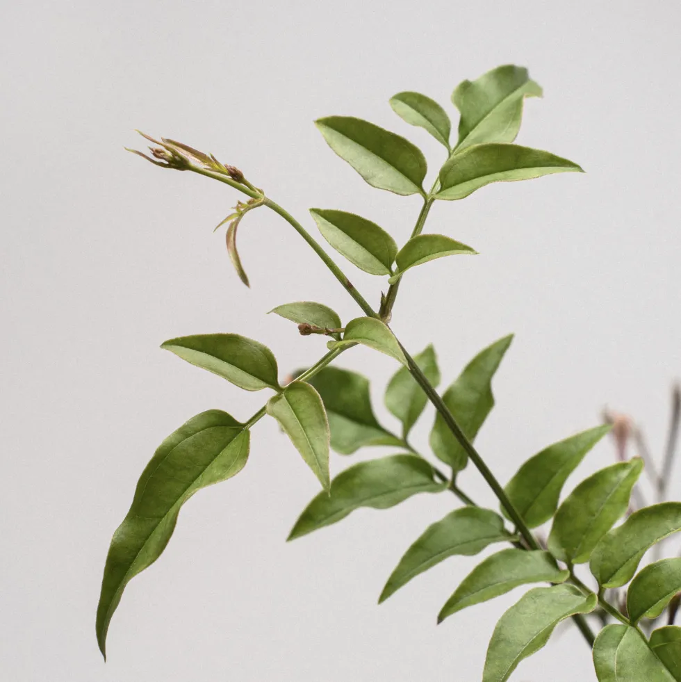 Jazmín rosa (Jasminum polyanthum)