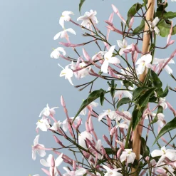 Jazmín rosa (Jasminum polyanthum)