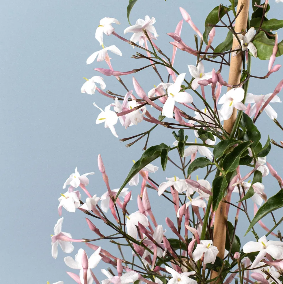 Jazmín rosa (Jasminum polyanthum)