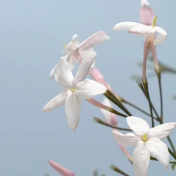 Jazmín rosa (Jasminum polyanthum)