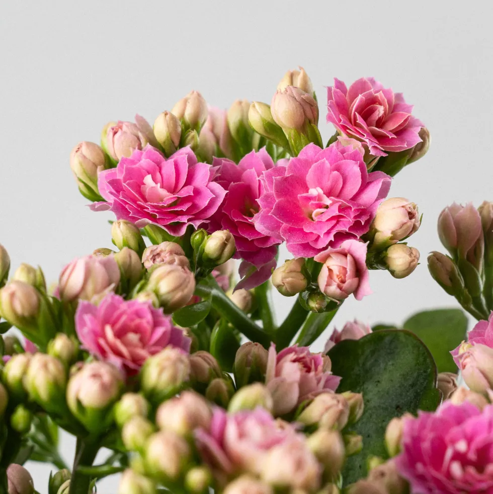 Kalanchoe 'Calandiva' mini