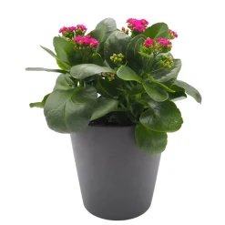 Kalanchoe 'Calandiva' mini