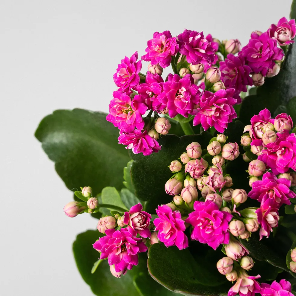 Kalanchoe 'Calandiva' mini