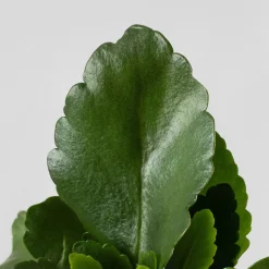 Kalanchoe 'Calandiva' mini