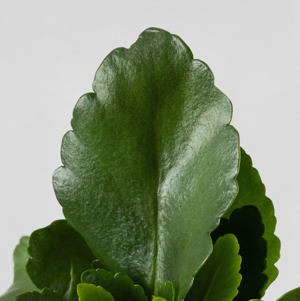 Kalanchoe 'Calandiva' mini