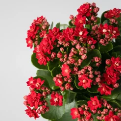 Kalanchoe 'Calandiva' mini