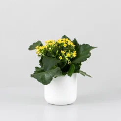 Kalanchoe de flor simple 'Amarillo sol'