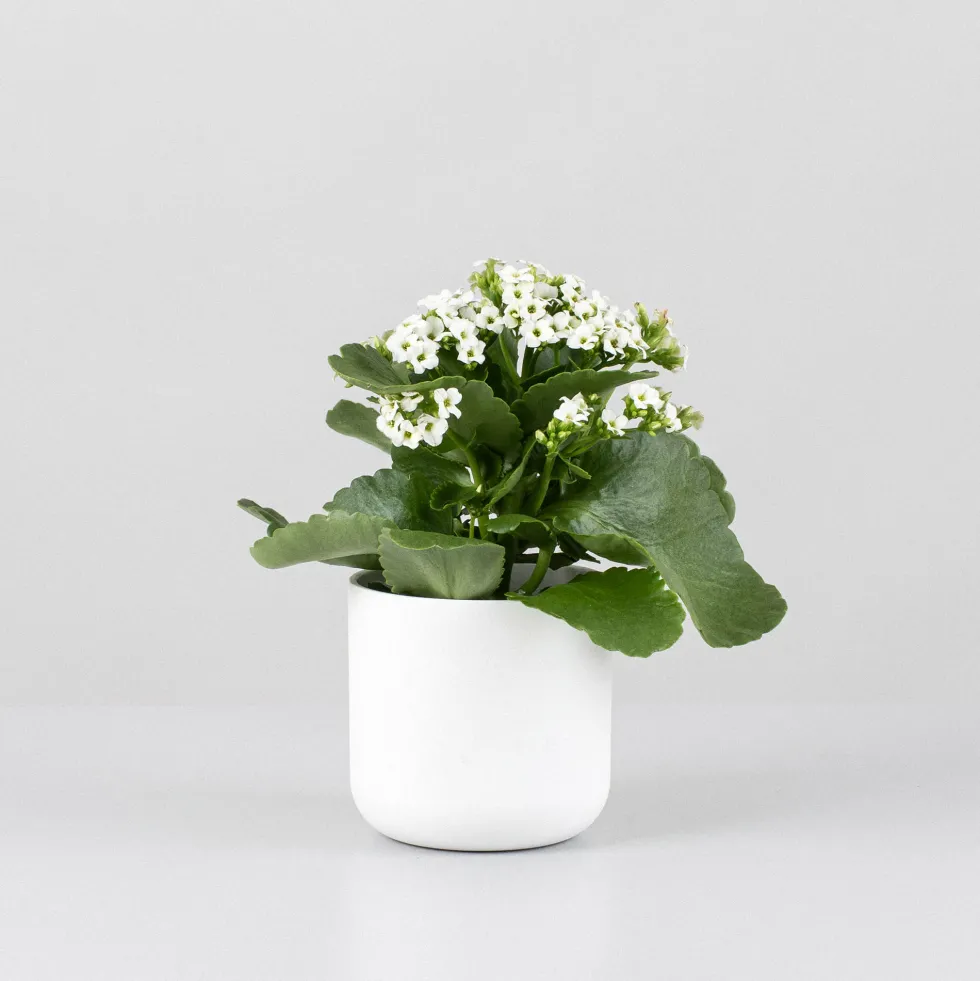 Kalanchoe de flor simple 'Blanco nieve'
