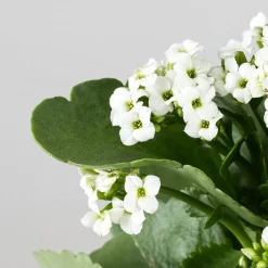 Kalanchoe de flor simple 'Blanco nieve'