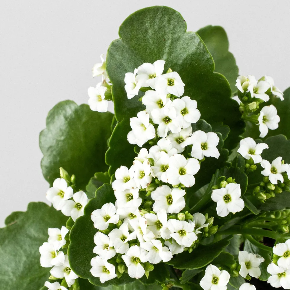 Kalanchoe de flor simple 'Blanco nieve'