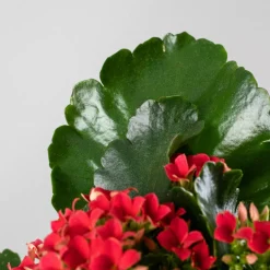 Kalanchoe de flor simple 'Rojo pasión'
