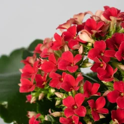 Kalanchoe de flor simple 'Rojo pasión'