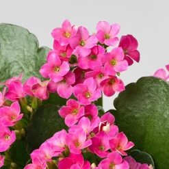 Kalanchoe de flor simple 'Rosa vibrante'