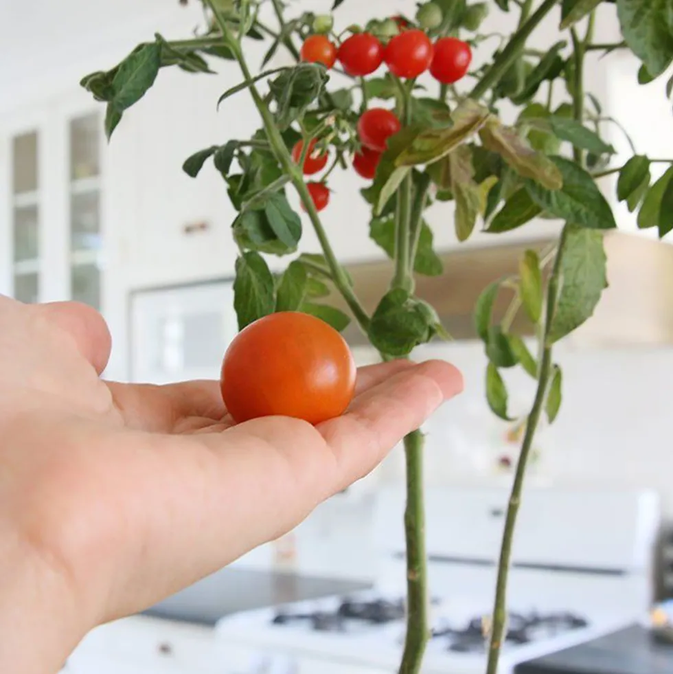 Kit Cultiva tus tomates Cherry