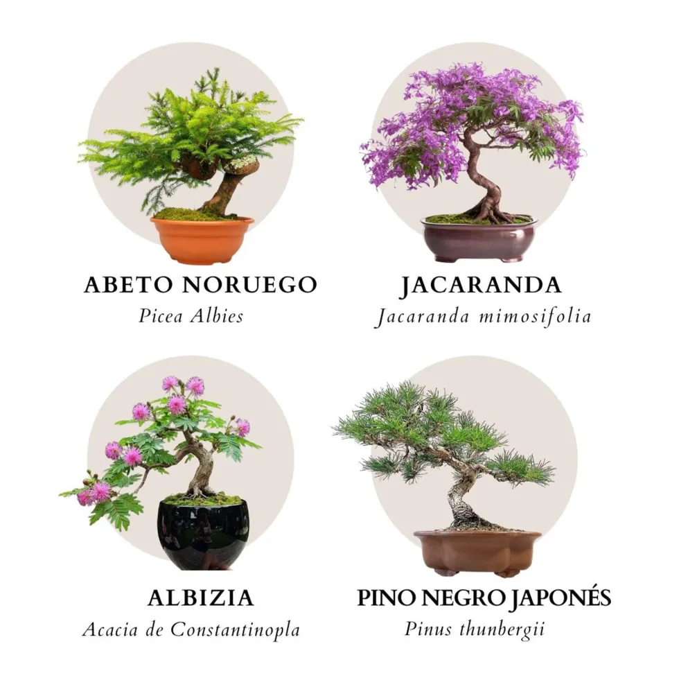 Kit de cultivo 'Bonsáis'