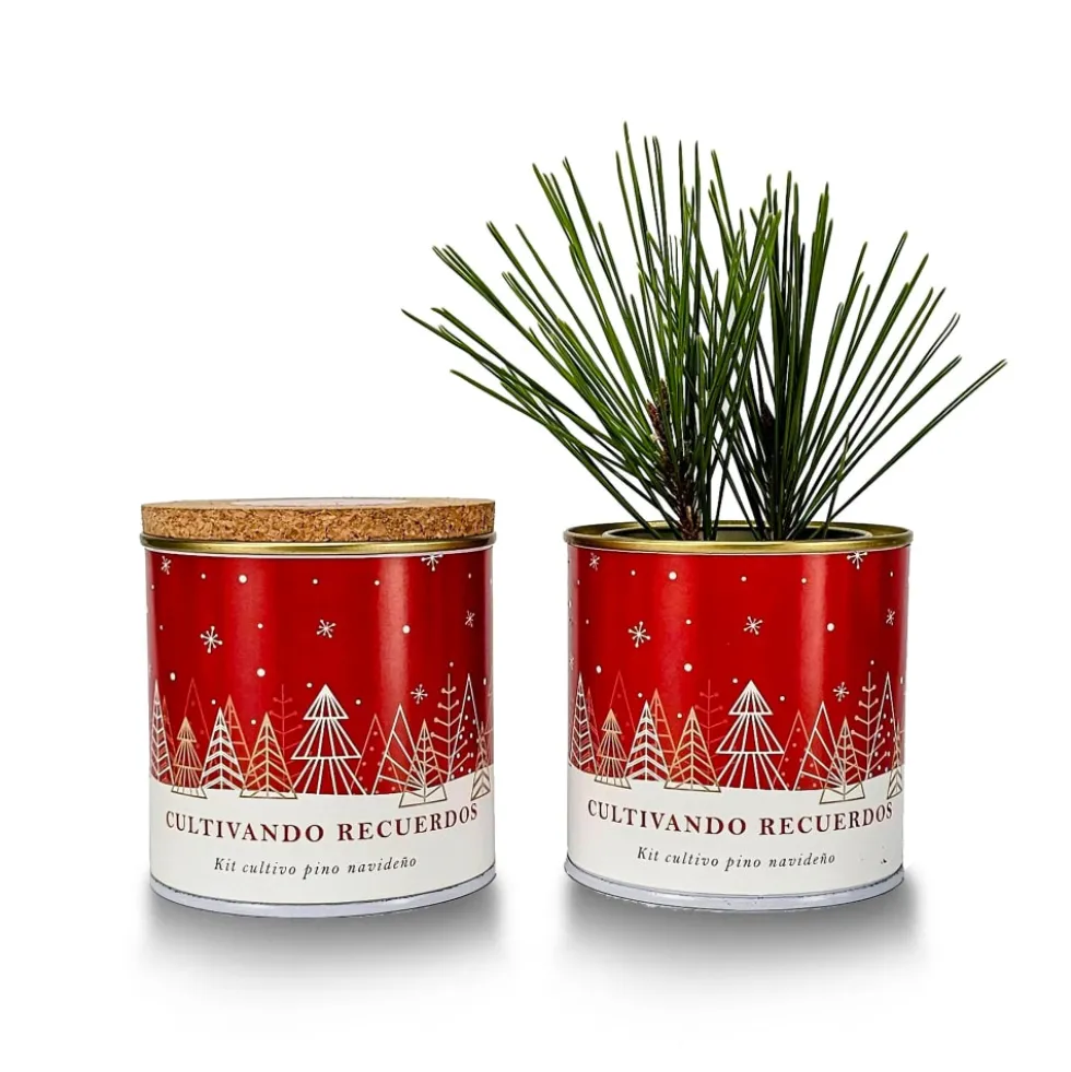 Kit de Cultivo Pino Paisaje Nevado