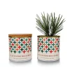 Kit de Cultivo Piño Paisaje Estrellado