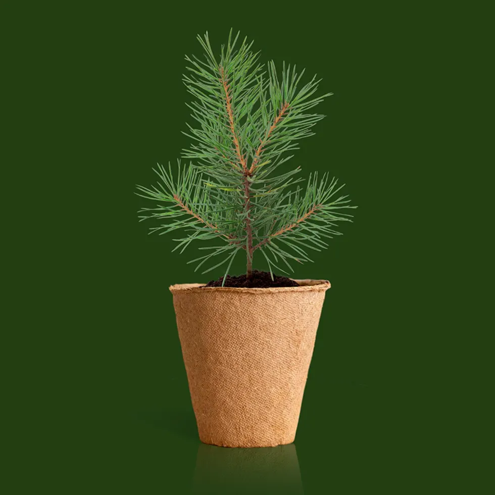 Kit de cultivo 'Árbol de Navidad'