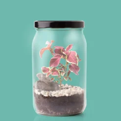 Kit de cultivo 'Terrarium'