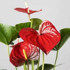 Kokedama de Anthurium
