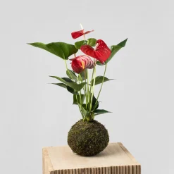 Kokedama de Anthurium