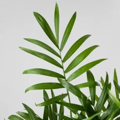 Kokedama de Chamaedorea