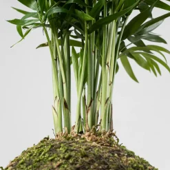 Kokedama de Chamaedorea