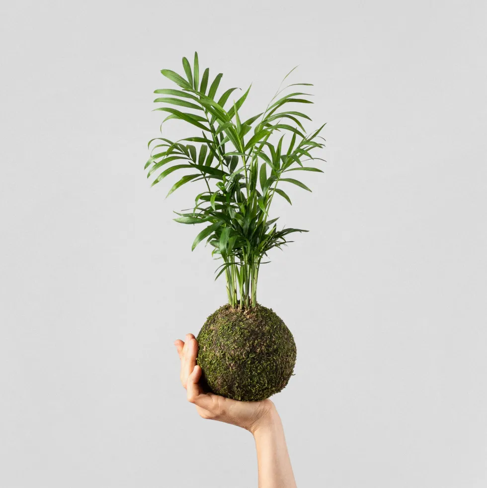 Kokedama de Chamaedorea