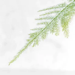 Kokedama de Esparraguera