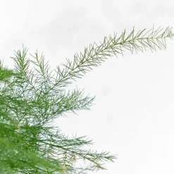 Kokedama de Esparraguera