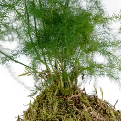 Kokedama de Esparraguera