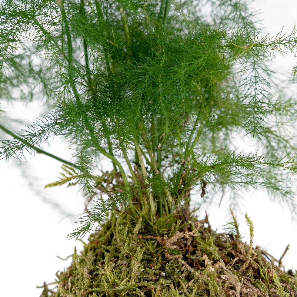 Kokedama de Esparraguera