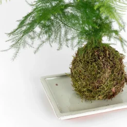 Kokedama de Esparraguera